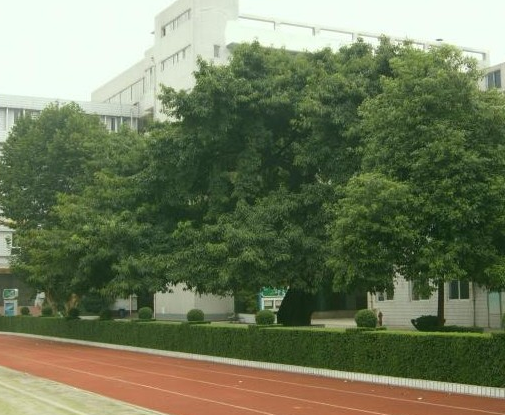 成都石室錦城外國語學校校園風采