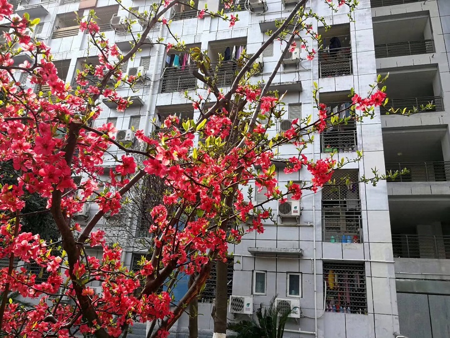 綿陽南山中學(xué)是一所公辦的高中吧？